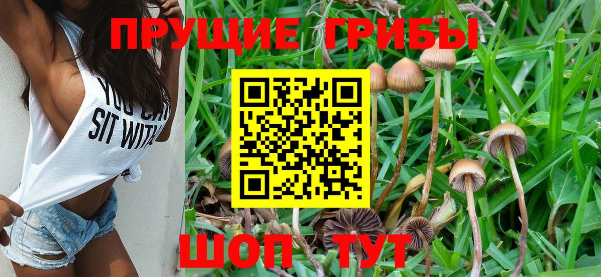Псилоцибиновые грибы Psilocybine cubensis Белореченск